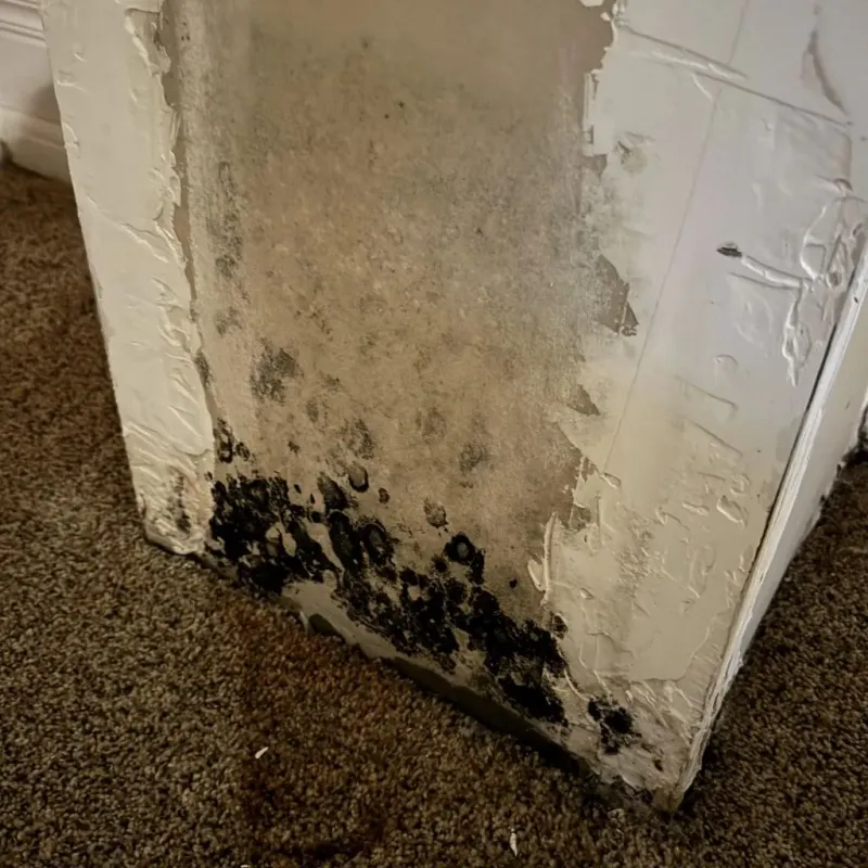 Professional Mold Removal in Fairfax, IA